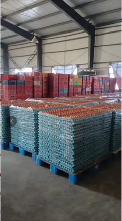 德惠市鴻德商貿 春節前后蛋價弱勢分析，3月份有望回暖